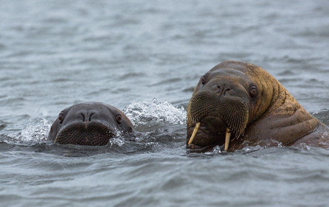 Laptev sea expedition (august 2013) Prontchistcheva bay, walruses