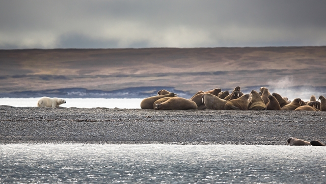 Grupa morsów u wybrzeża Morza Łaptiewów jest łatwym celem dla niedźwiedzi polarnych ©Alexey Ebel / WWF-Canon 