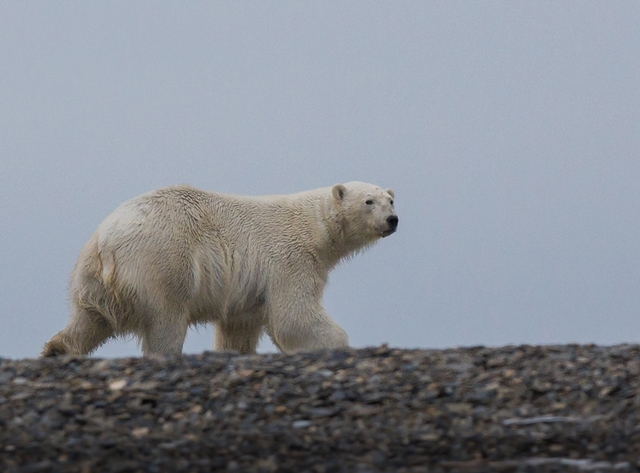 Niedźwiedzie polarne – piękne i zarazem niebezpieczne zwierzęta ©Alexey Ebel / WWF-Canon 