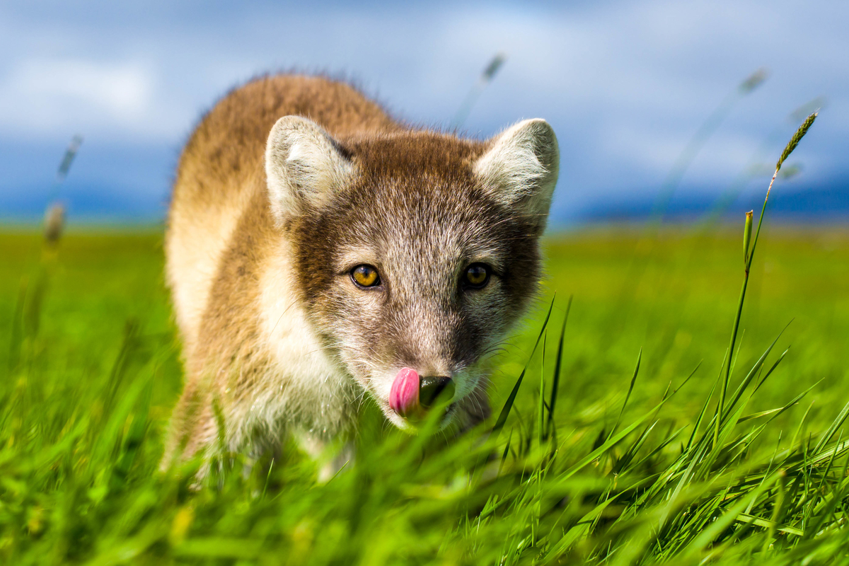 Arctic fox / vulpes lagopus / on the field, closeup