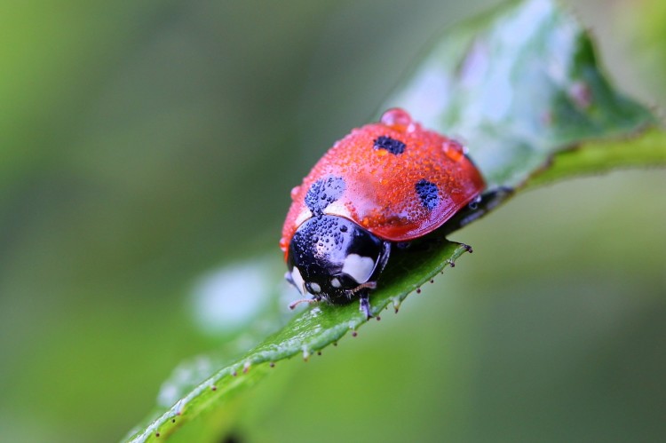 ladybug-1854726_1280