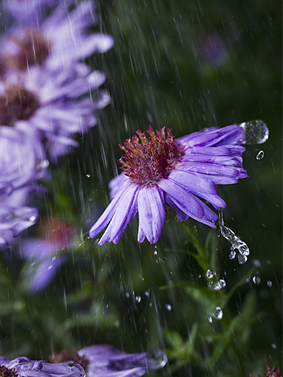 fotografowanie kropel wody kwiat deszcz