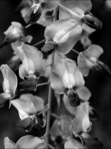 2 fotografia czarno biała kwiaty wariant 1