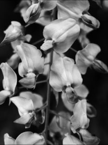 4 fotografia czarno biała kwiaty wariant 3
