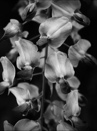 fotografia czarno biała efekt kwiaty