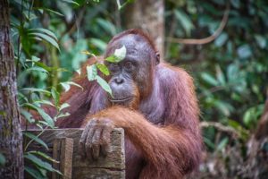Orangutan w Parku Narodowym Tanjung Puting na Borneo