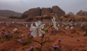 Łąka na pustyni Wadi Rum
