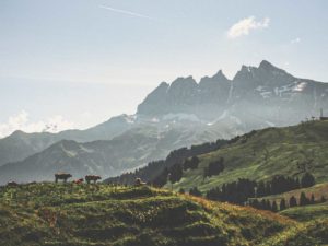 Szwajcarskie krowy z Alpami w tle