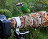 Fotografia ptaków – jak zacząć i jak dobrać sprzęt?